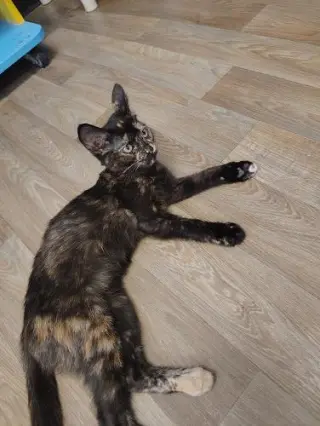 Kitten 28056 (Nutella)