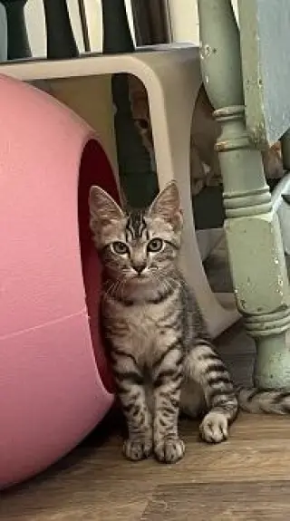 Kitten 28055 (Jam)