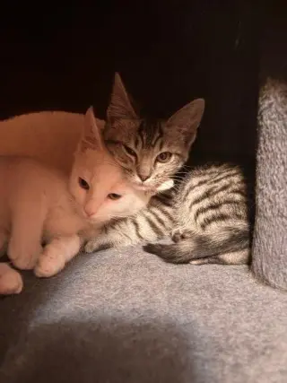 Kitten 28055 (Jam)