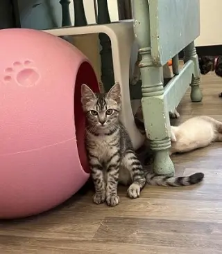 Kitten 28055 (Jam)