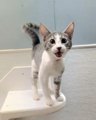 Kitten 27819 (Susie)