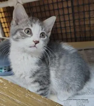Kitten 27819 (Susie)