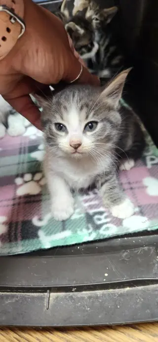 Kitten 27819 (Susie)