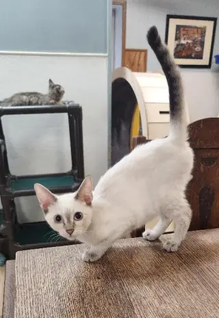 Kitten 27818 (Mocha)