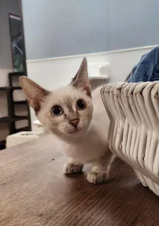 Kitten 27818 (Mocha)