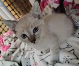 Kitten 27818 (Mocha)