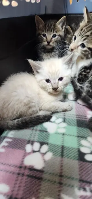 Kitten 27818 (Mocha)