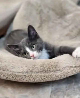 Kitten 27754 (Forest)