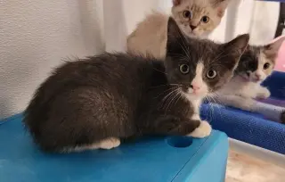 Kitten 27754 (Forest)