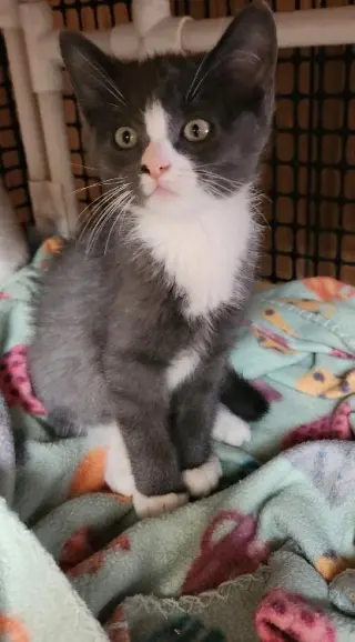 Kitten 27754 (Forest)