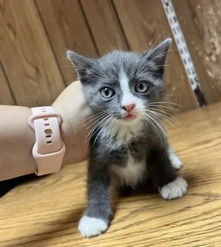 Kitten 27754 (Forest)