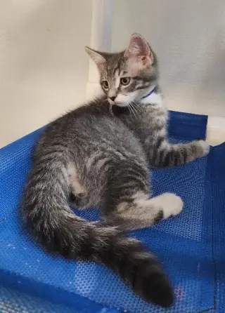 Kitten 27752 (Yosemite)