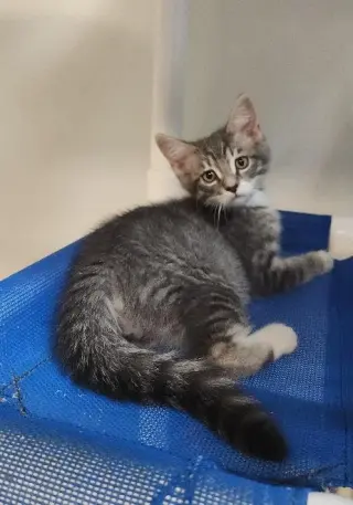 Kitten 27752 (Yosemite)