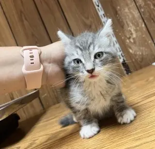 Kitten 27752 (Yosemite)