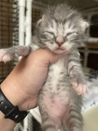Kitten 27752 (Yosemite)