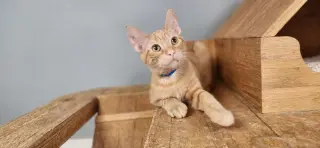 Kitten 27726 (Tigger)