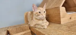 Kitten 27726 (Tigger)