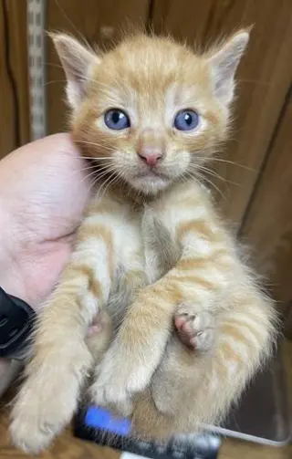 Kitten 27726 (Tigger)