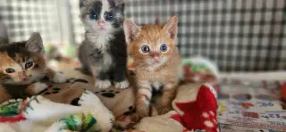 Kitten 27726 (Tigger)