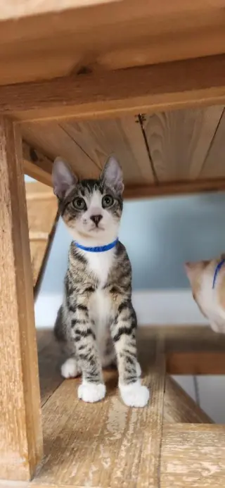 Kitten 27725 (Sherman)