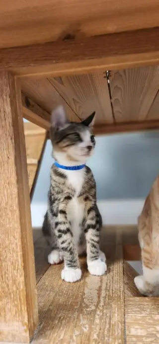 Kitten 27725 (Sherman)