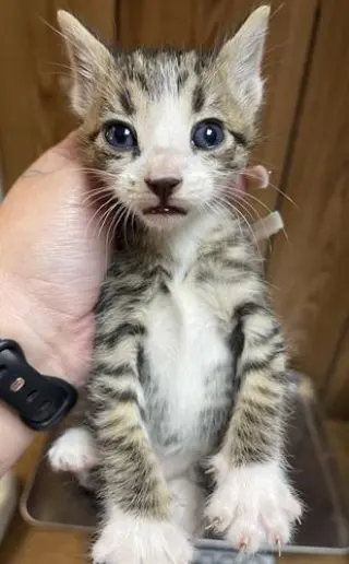 Kitten 27725 (Sherman)