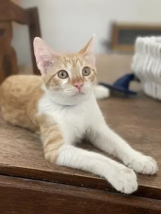 Kitten 27724 (Pooh)