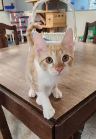 Kitten 27724 (Pooh)