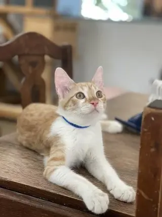 Kitten 27724 (Pooh)