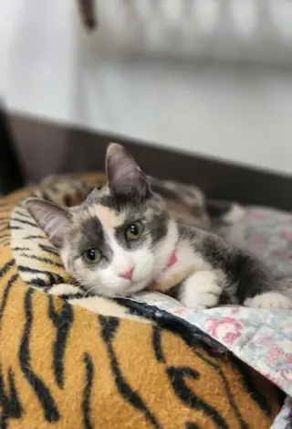Kitten 27723 (Cupcake)