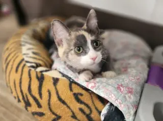 Kitten 27723 (Cupcake)