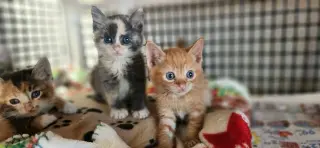 Kitten 27723 (Cupcake)