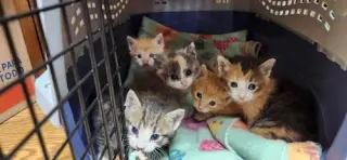 Kitten 27723 (Cupcake)