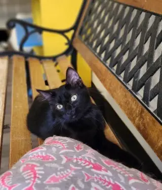 Kitten 27717 (Misty)