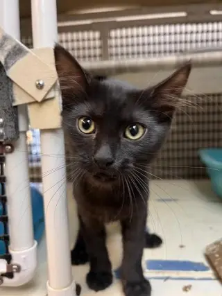 Kitten 27717 (Misty)