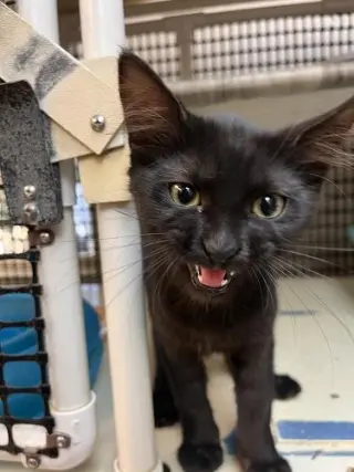 Kitten 27717 (Misty)