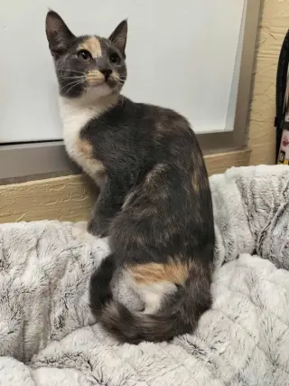 Jupiter