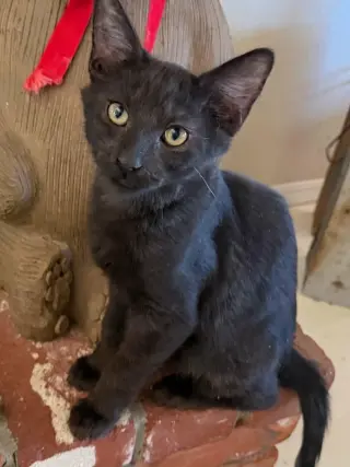 Jesse