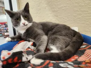 Isabella
