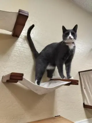 Isabella
