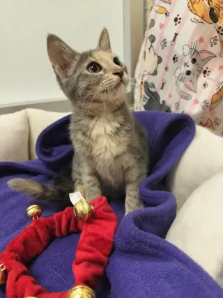 Hazel