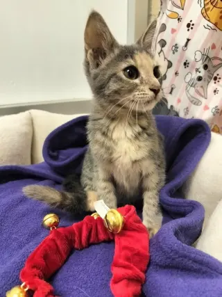 Hazel