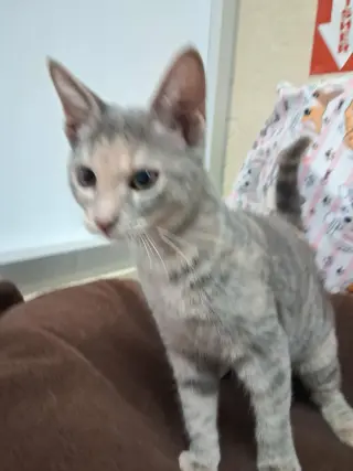 Hazel