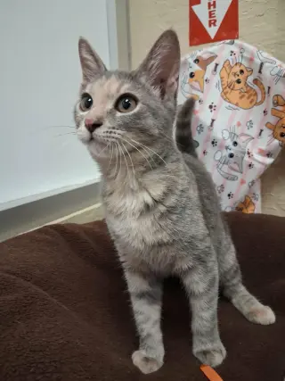Hazel