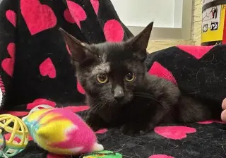 Gizmo