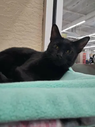 Gizmo