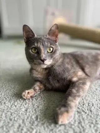 Galila
