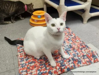 Feta