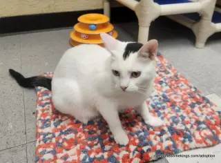 Feta