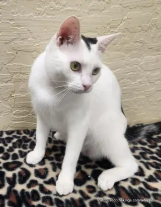 Feta